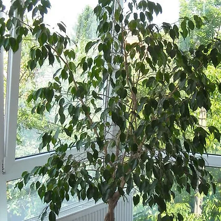 Szálloda President 3*